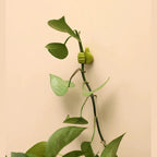 thumb hook self-adhesive wall hooks